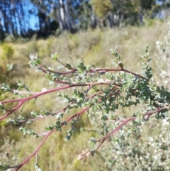 Leptospermum myrtifolium (Myrtle Teatree) at Tinderry, NSW - 27 Jan 2023 by danswell