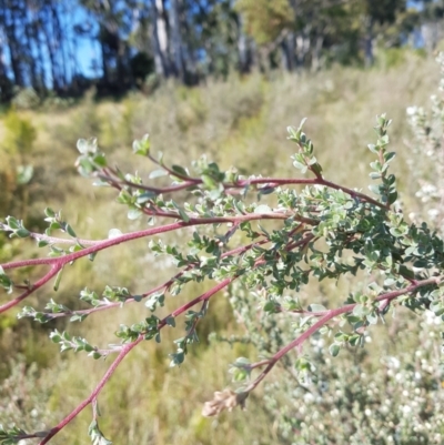 Leptospermum myrtifolium (Myrtle Teatree) at Tinderry, NSW - 28 Jan 2023 by danswell