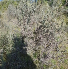 Leptospermum myrtifolium at Tinderry, NSW - 28 Jan 2023