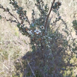 Leptospermum myrtifolium at Tinderry, NSW - 28 Jan 2023