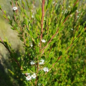 Kunzea ericoides at Tinderry, NSW - 28 Jan 2023