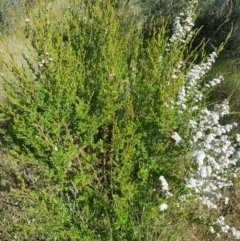 Kunzea ericoides at Tinderry, NSW - 28 Jan 2023