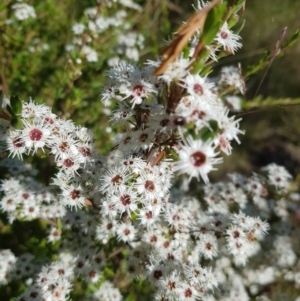 Kunzea ericoides at Tinderry, NSW - 28 Jan 2023