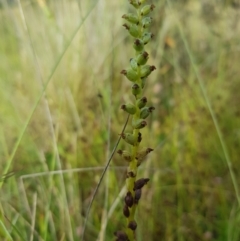 Microtis sp. (Onion Orchid) at Mt Holland - 27 Jan 2023 by danswell