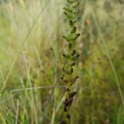 Microtis sp. (Onion Orchid) at Tinderry, NSW - 27 Jan 2023 by danswell