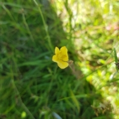 Hypericum gramineum (Small St Johns Wort) at Mt Holland - 27 Jan 2023 by danswell