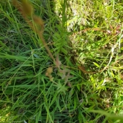 Hypericum gramineum at Tinderry, NSW - 27 Jan 2023 04:55 PM