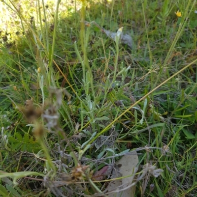 Chrysocephalum apiculatum (Common Everlasting) at Tinderry, NSW - 27 Jan 2023 by danswell