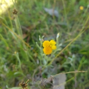 Chrysocephalum apiculatum at Tinderry, NSW - 27 Jan 2023 04:54 PM