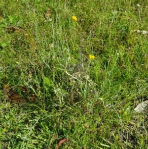 Chrysocephalum apiculatum at Tinderry, NSW - 27 Jan 2023 04:54 PM