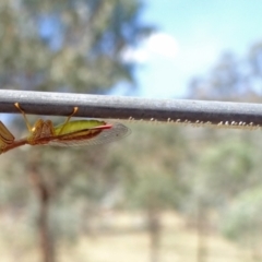 Mantispidae (family) (Unidentified mantisfly) at Hackett, ACT - 9 Mar 2016 by Miranda