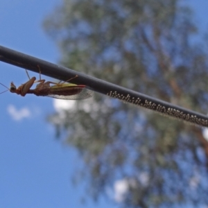 Mantispidae (family) at Hackett, ACT - 9 Mar 2016 02:26 PM