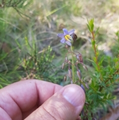 Dianella tasmanica (Tasman Flax Lily) at Mt Holland - 27 Jan 2023 by danswell