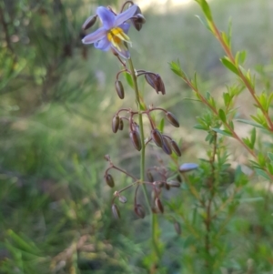 Dianella tasmanica at Tinderry, NSW - 27 Jan 2023