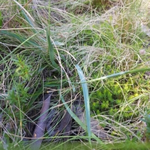 Dianella tasmanica at Tinderry, NSW - 27 Jan 2023