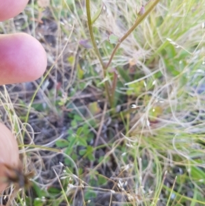 Brachyscome spathulata at Tinderry, NSW - 27 Jan 2023