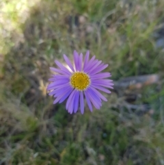 Brachyscome spathulata at Tinderry, NSW - 27 Jan 2023