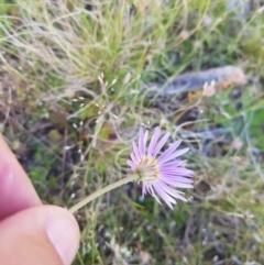 Brachyscome spathulata at Tinderry, NSW - 27 Jan 2023