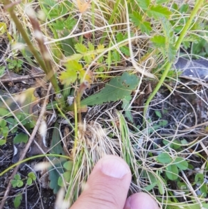 Brachyscome spathulata at Tinderry, NSW - 27 Jan 2023