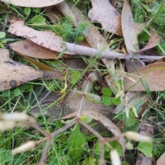 Cerastium glomeratum at Tinderry, NSW - 27 Jan 2023