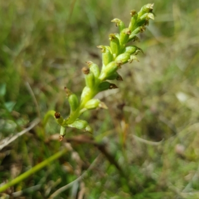 Microtis sp. (Onion Orchid) at Tinderry, NSW - 27 Jan 2023 by danswell