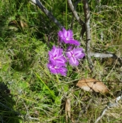 Thysanotus tuberosus subsp. tuberosus (Common Fringe-lily) at Tinderry, NSW - 27 Jan 2023 by danswell