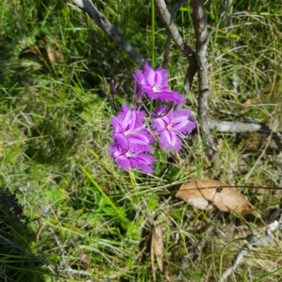 Thysanotus tuberosus subsp. tuberosus (Common Fringe-lily) at Mt Holland - 27 Jan 2023 by danswell