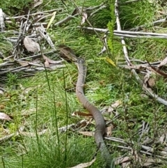 Notechis scutatus (Tiger Snake) at Mt Holland - 27 Jan 2023 by danswell