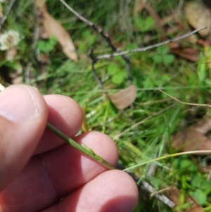 Brachyscome decipiens at Tinderry, NSW - 27 Jan 2023