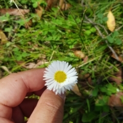 Brachyscome decipiens at Tinderry, NSW - 27 Jan 2023