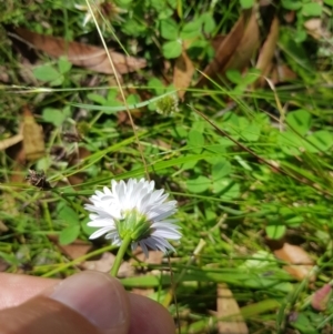 Brachyscome decipiens at Tinderry, NSW - 27 Jan 2023