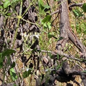 Clematis glycinoides at Flynn, ACT - 8 Jan 2023