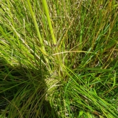 Poa labillardierei (Common Tussock Grass, River Tussock Grass) at Tinderry, NSW - 27 Jan 2023 by danswell