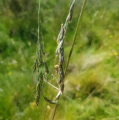 Hookerochloa hookeriana at Tinderry, NSW - 27 Jan 2023