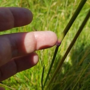 Hookerochloa hookeriana at Tinderry, NSW - 27 Jan 2023