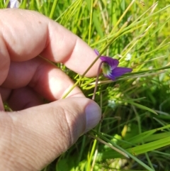 Viola betonicifolia (Mountain Violet) at Mt Holland - 27 Jan 2023 by danswell