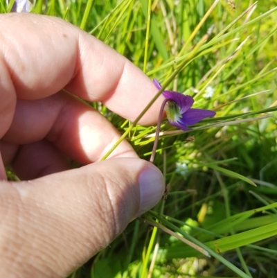 Viola betonicifolia (Mountain Violet) at Tinderry, NSW - 27 Jan 2023 by danswell