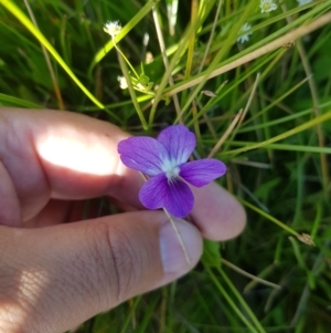 Viola betonicifolia at Tinderry, NSW - 27 Jan 2023