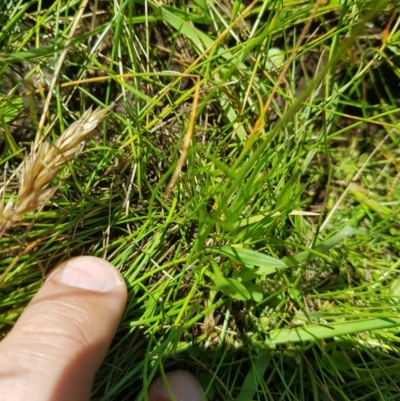 Brachyscome graminea (Grass Daisy) at Tinderry, NSW - 27 Jan 2023 by danswell