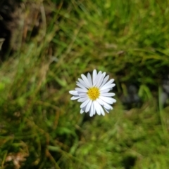 Brachyscome graminea at Tinderry, NSW - 27 Jan 2023 03:22 PM