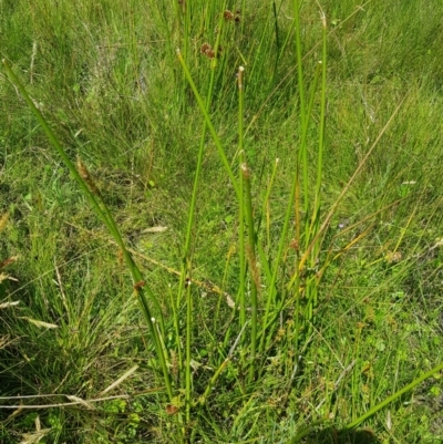 Juncus phaeanthus (Dark-flower Rush) at Tinderry, NSW - 27 Jan 2023 by danswell