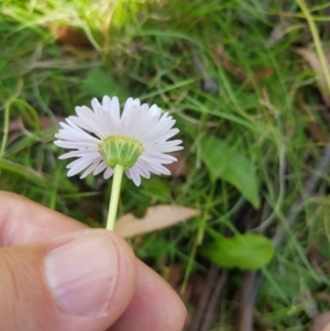 Brachyscome graminea at Tinderry, NSW - 27 Jan 2023