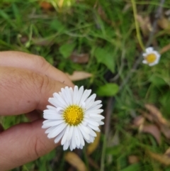 Brachyscome graminea at Tinderry, NSW - 27 Jan 2023 03:15 PM