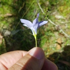 Wahlenbergia capillaris (Tufted Bluebell) at Tinderry, NSW - 27 Jan 2023 by danswell