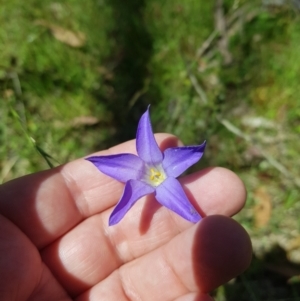 Wahlenbergia capillaris at Tinderry, NSW - 27 Jan 2023 03:08 PM