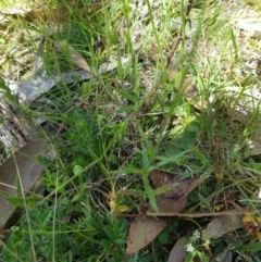 Wahlenbergia capillaris at Tinderry, NSW - 27 Jan 2023