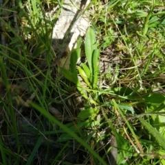 Brachyscome decipiens at Tinderry, NSW - 27 Jan 2023