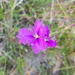 Thysanotus tuberosus subsp. tuberosus (Common Fringe-lily) at Tinderry, NSW - 27 Jan 2023 by danswell