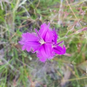 Thysanotus tuberosus subsp. tuberosus at Tinderry, NSW - 27 Jan 2023 03:04 PM