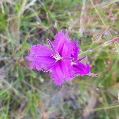 Thysanotus tuberosus subsp. tuberosus (Common Fringe-lily) at Tinderry, NSW - 27 Jan 2023 by danswell